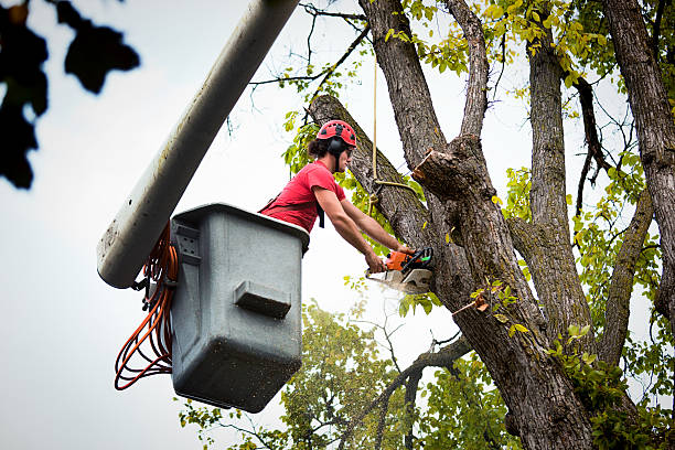 Best Tree Removal Services  in Larkspur, CA